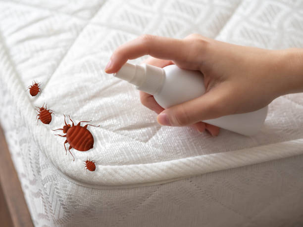 Best Termite Control Services  in Mount Carmel, TN